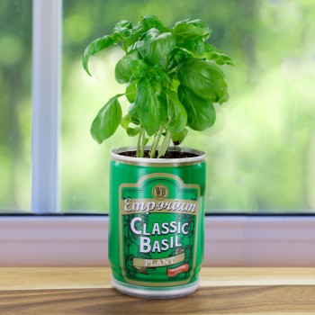 Grow Your Own Basil